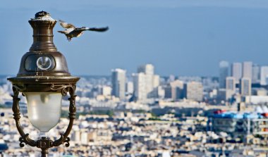 Paris güvercin