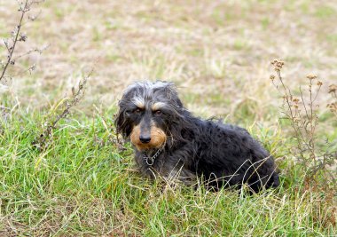 kaba saçlı dachshund