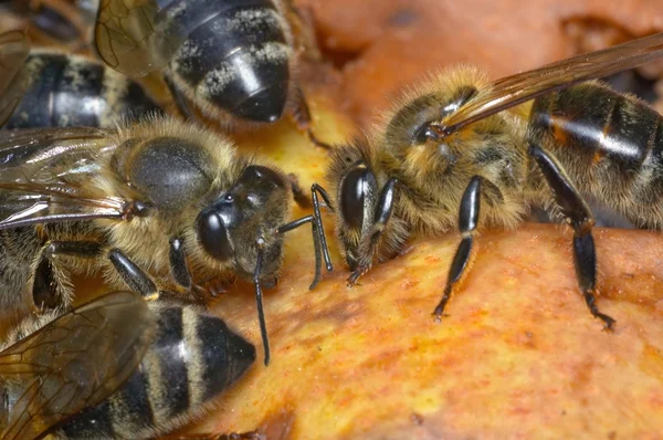 Honeybees — Stock Photo, Image