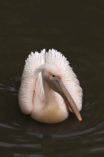 Haubenpelikan — Stockfoto