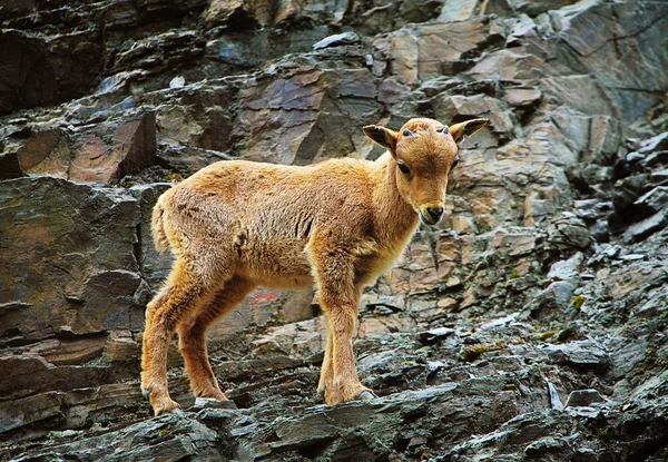 Owca grzywiasta — Zdjęcie stockowe