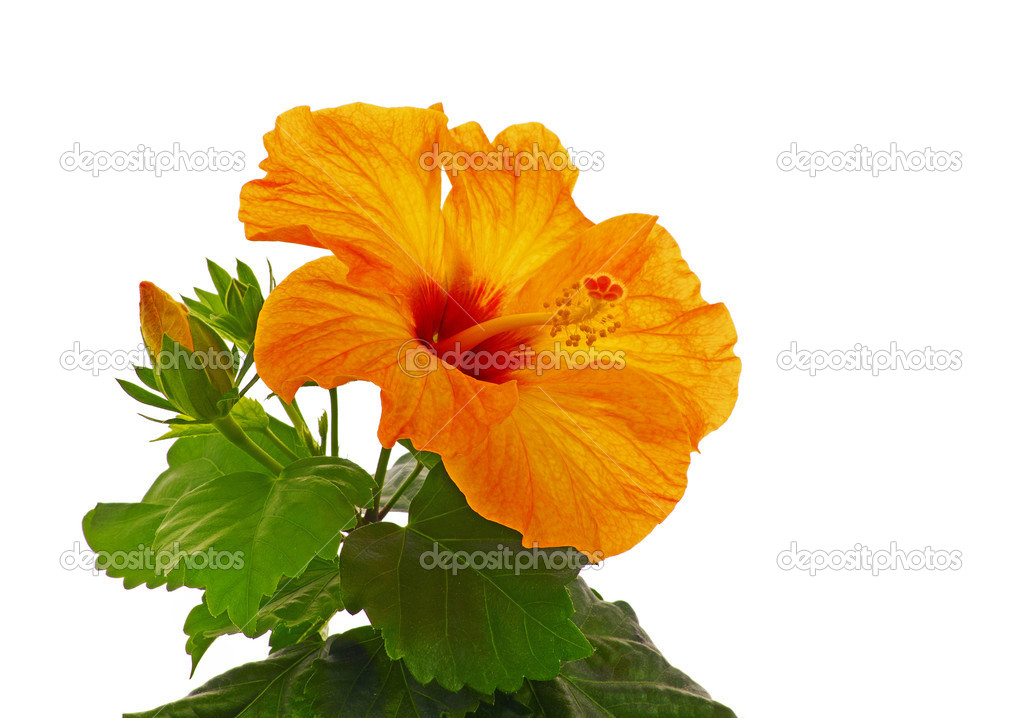 Rose mallow isolated
