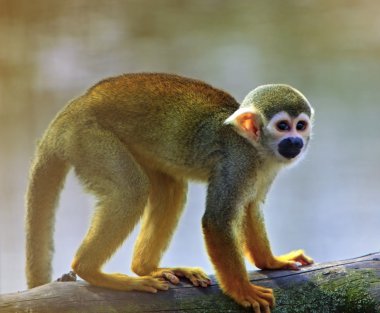 Common squirrel monkey (Saimiri sciureus) clipart