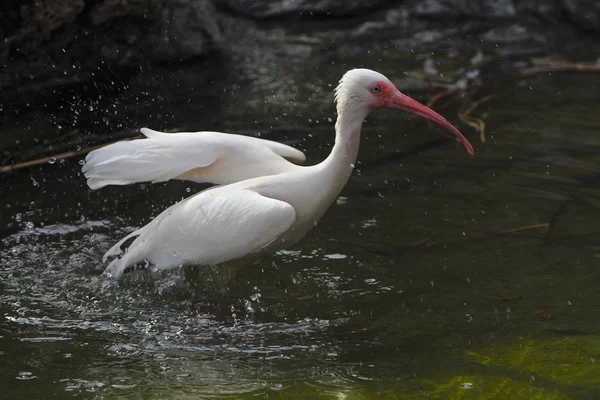 White ibis — Stock Photo, Image