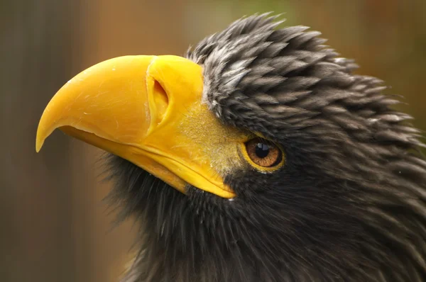 El águila — Foto de Stock