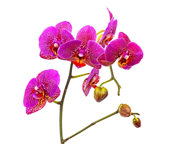 Orquídea violeta aislada —  Fotos de Stock