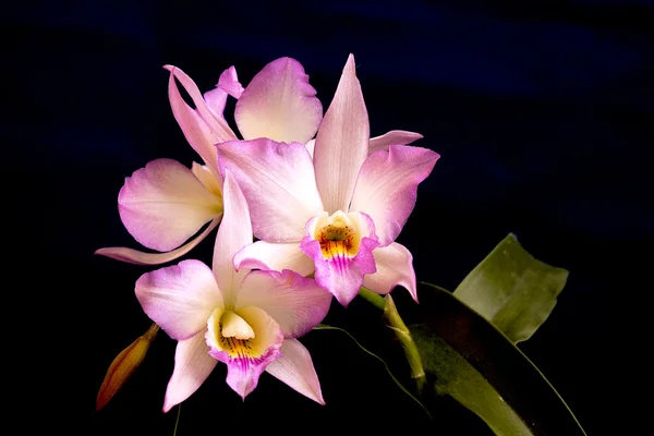 Orchid — Stock Photo, Image