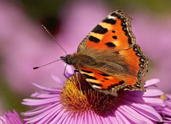 Küçük kaplumbağa kabuğu — Stok fotoğraf