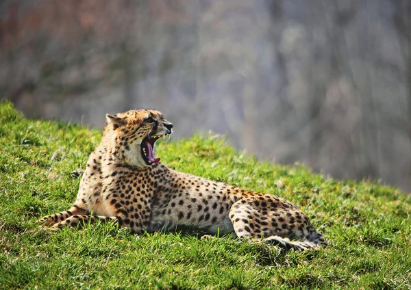 Cheetah — Stock Photo, Image