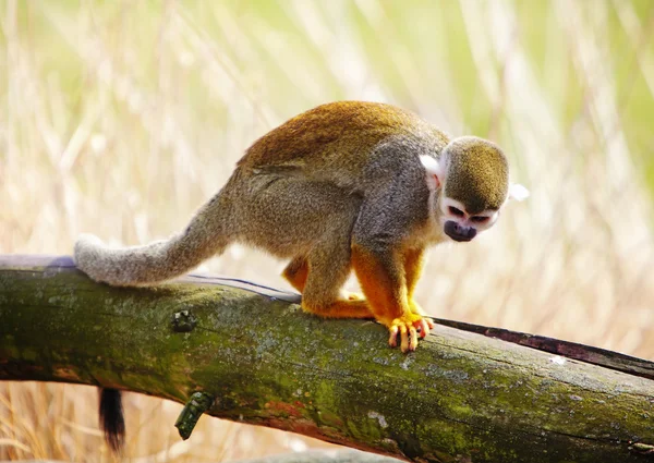 Scimmia scoiattolo comune (Saimiri sciureus ) — Foto Stock