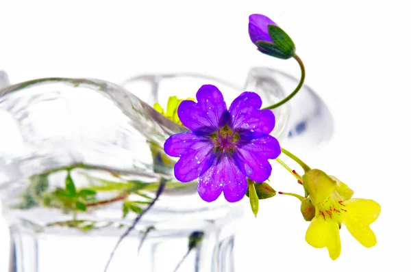 작은 초원 꽃 — 스톡 사진