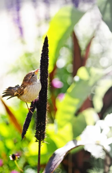 De flowerbed detail — Stockfoto