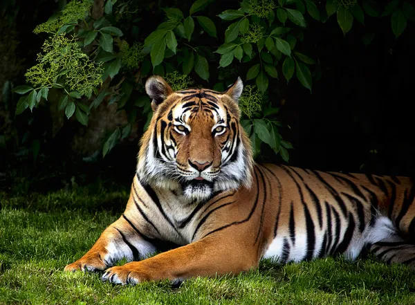 Sumatran tiger — Stockfoto