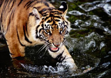 Sumatra kaplanı yavrusu