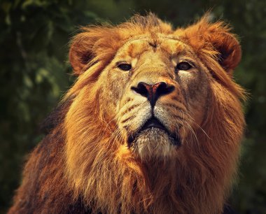Aslan portresi
