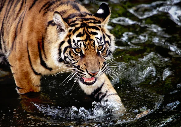 Cub Tygrys sumatrzański — Zdjęcie stockowe