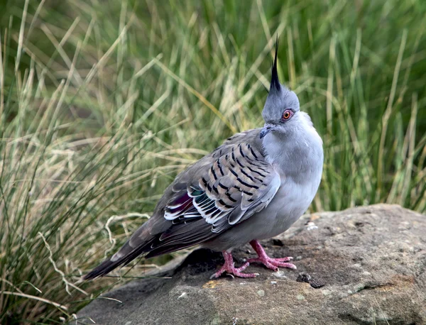 Crested pigeon — Stock Photo, Image