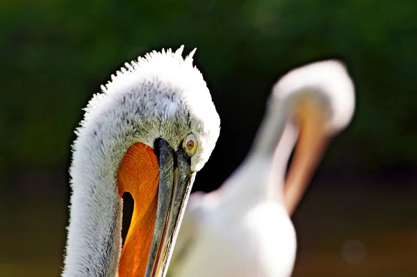 Crested pelican — Stock Photo, Image