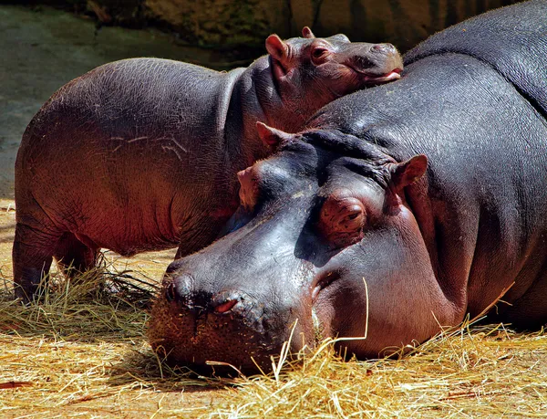 Hippos Stock Image