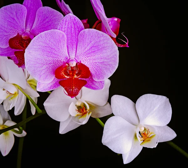 Orquídea —  Fotos de Stock