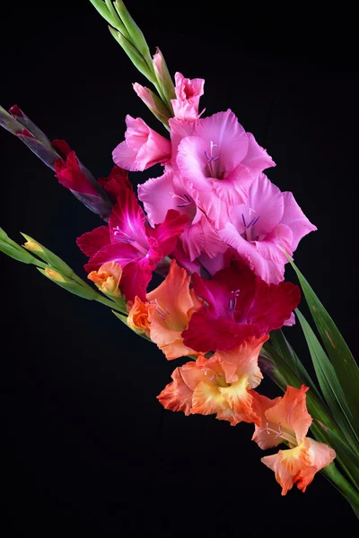 Gladiolas closeup Royalty Free Stock Photos