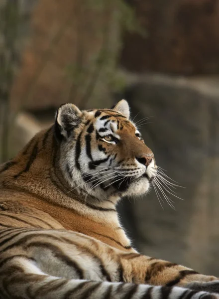 Sumatran tiger — Stockfoto