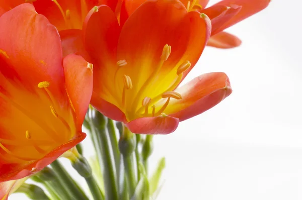 Clivia — Stockfoto