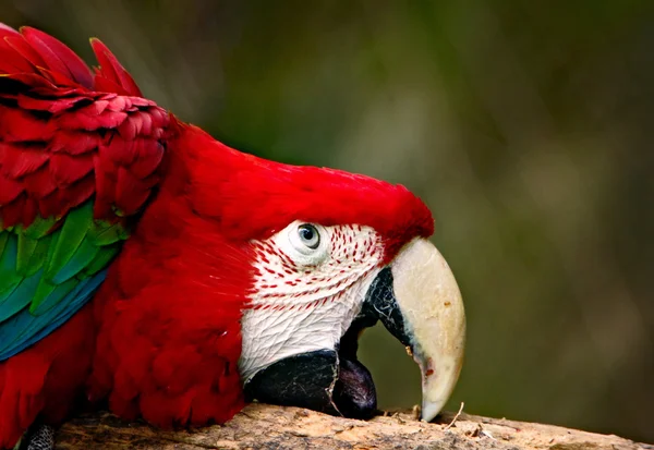 Zelený okřídlený papoušek — Stock fotografie