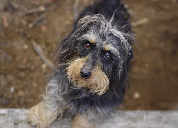 kaba saçlı dachshund