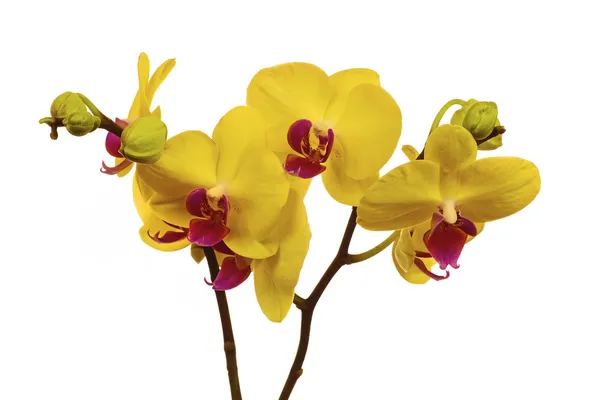 Orchid — Stock Photo, Image