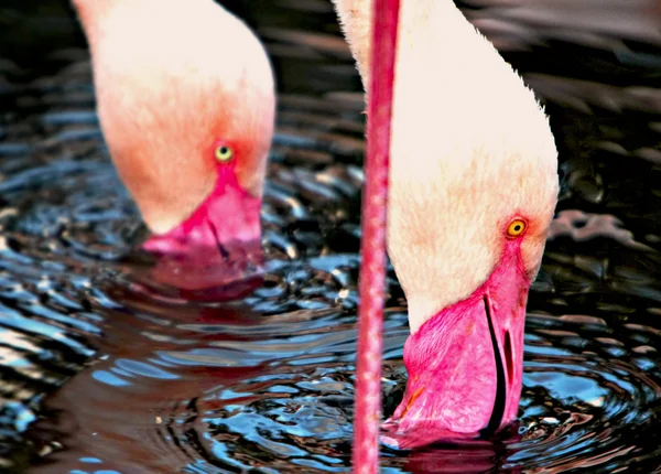 Two flamingos — Stock Photo, Image
