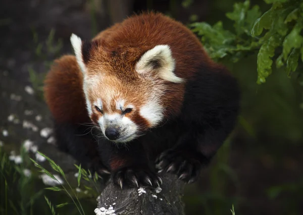 O Panda Vermelho, Firefox — Fotografia de Stock