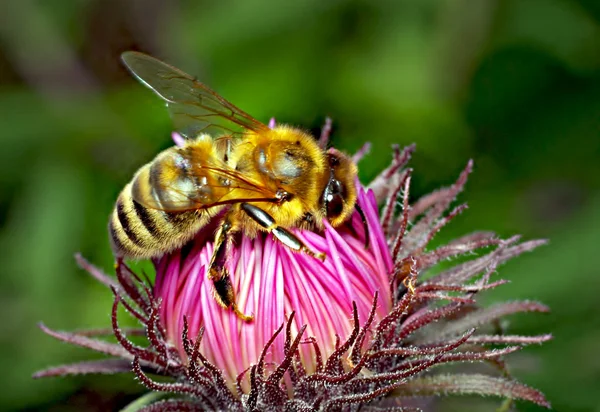 Honeybee — Stock fotografie