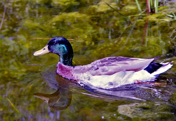 Wild drake — Stock Photo, Image