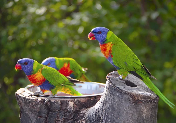 Řada historických traktorůサンセット ゴシキセイガイインコ — ストック写真