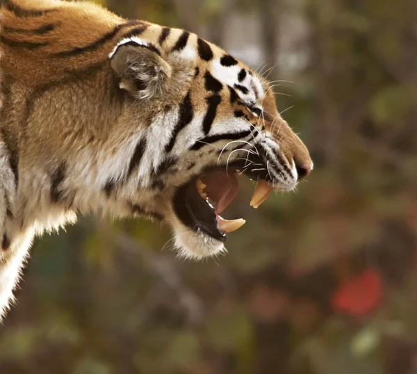 Sumatran tiger — Stockfoto