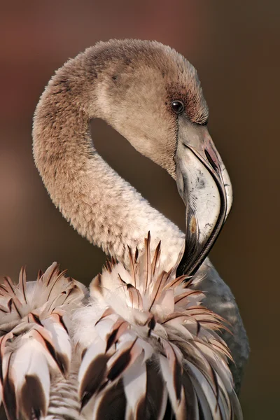 Mladí flamingo — Stock fotografie