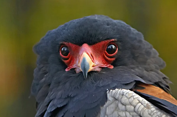 Falco giocoliere — Foto Stock