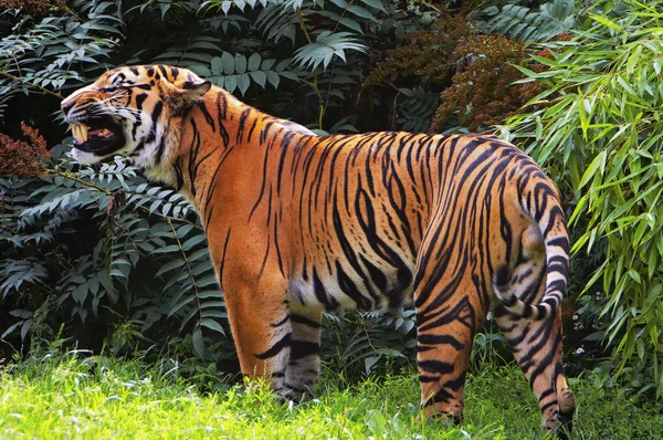 Sumatran tiger — Stockfoto