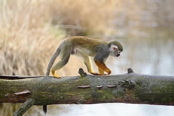 Common squirrel monkey (Saimiri sciureus) — Stock Photo, Image