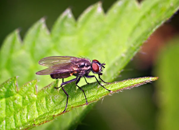 La mosca — Foto Stock