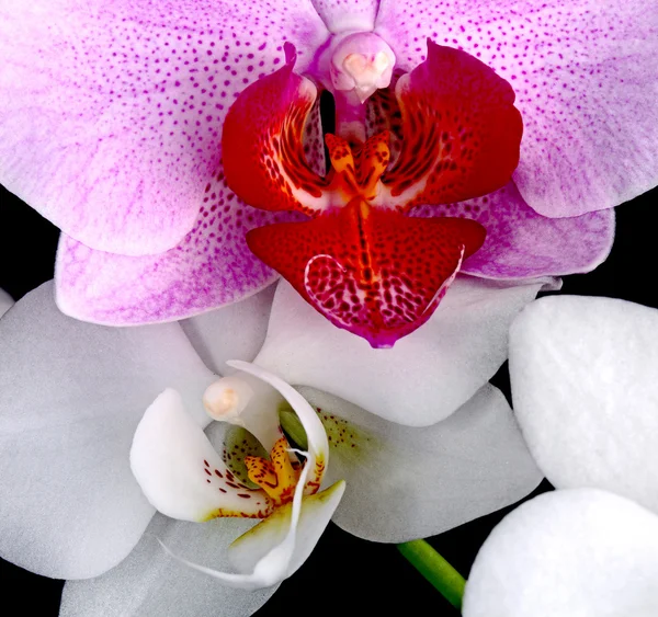 Orchids — Stock Photo, Image