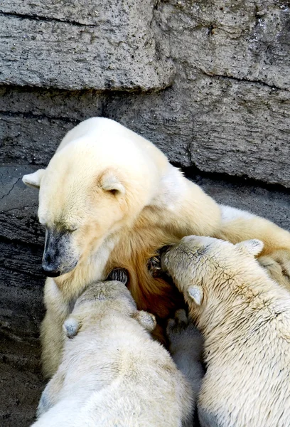 Polar bear welpen voeding — Stockfoto