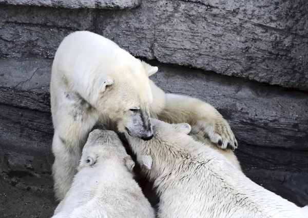 Polar bear cubs feeding — Stock Photo, Image