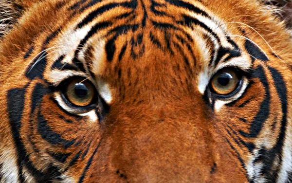 Occhi di tigre Foto Stock Royalty Free