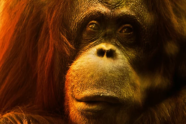 Orangutan — Stock fotografie