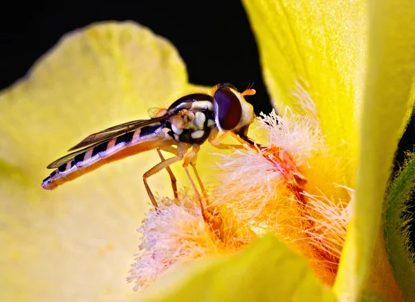 Moscerino — Foto Stock