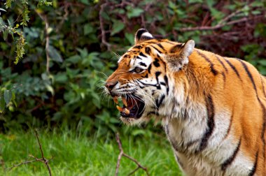 Sumatra kaplanı
