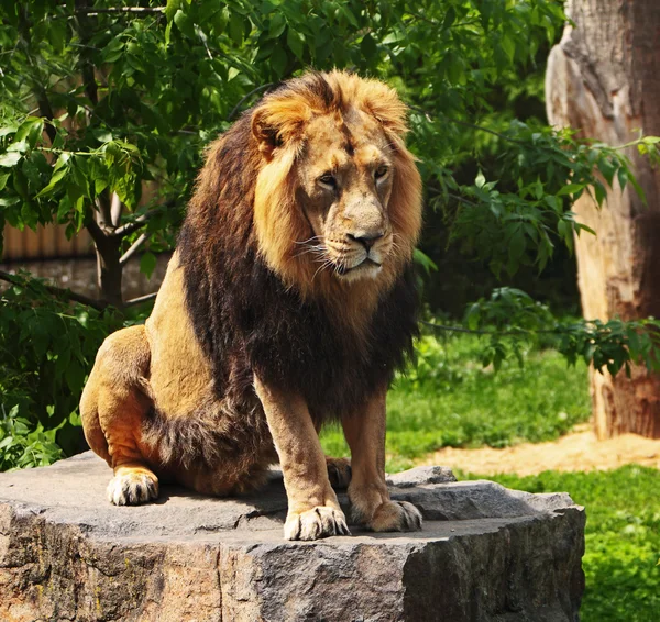 Fånge lejon — Stockfoto