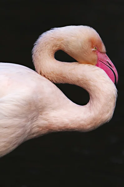 Flamant rose — Photo